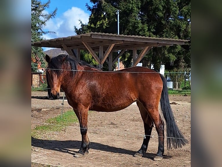 Plus de chevaux à sang chaud Croisé Jument 8 Ans 154 cm Bai in Hameln