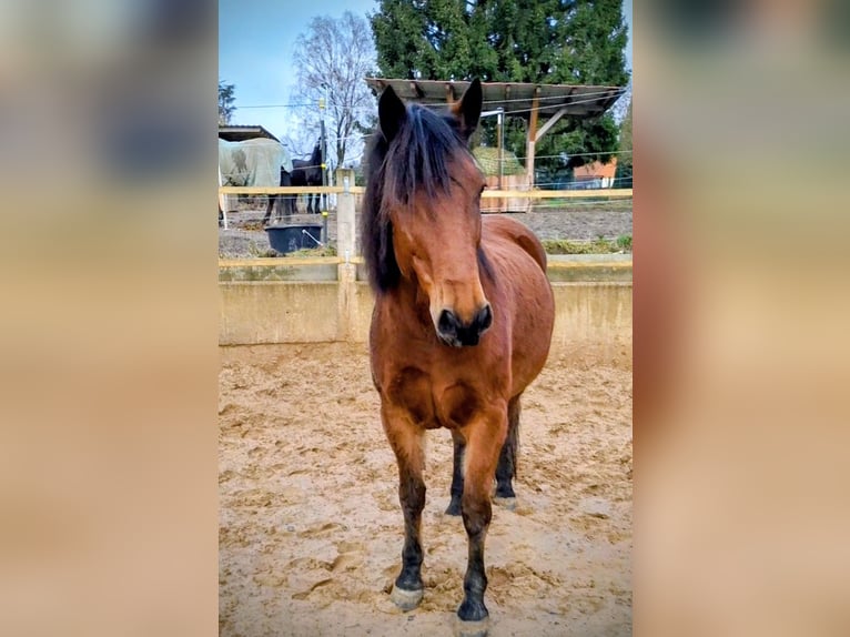 Plus de chevaux à sang chaud Croisé Jument 8 Ans 154 cm Bai in Hameln