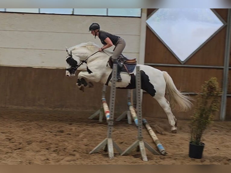 Plus de chevaux à sang chaud Jument 8 Ans 155 cm Pinto in Braunschweig