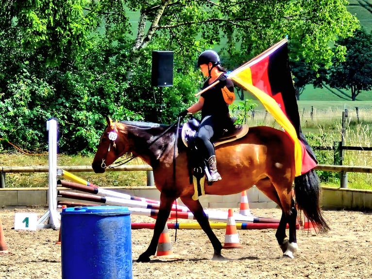 Plus de chevaux à sang chaud Croisé Jument 8 Ans 160 cm Bai in Laatzen