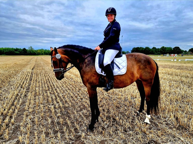 Plus de chevaux à sang chaud Croisé Jument 8 Ans 160 cm Bai in Laatzen