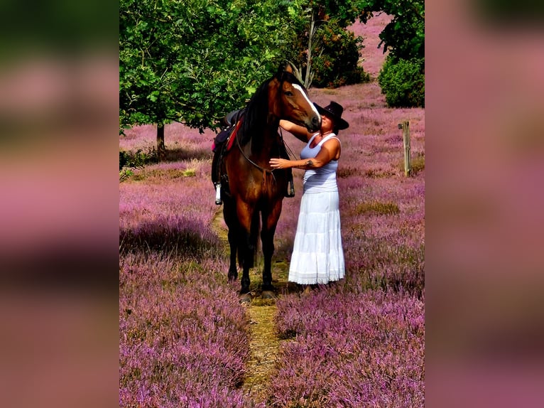 Plus de chevaux à sang chaud Croisé Jument 8 Ans 160 cm Bai in Laatzen