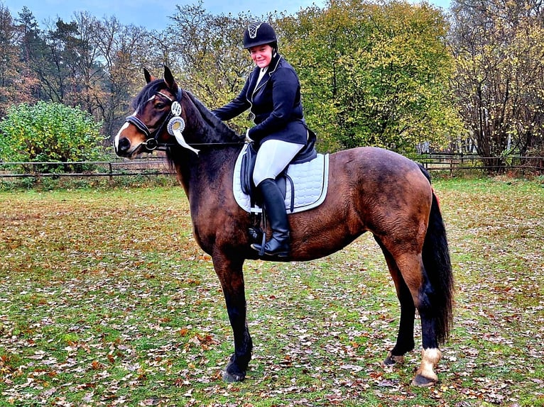 Plus de chevaux à sang chaud Croisé Jument 8 Ans 160 cm Bai in Laatzen