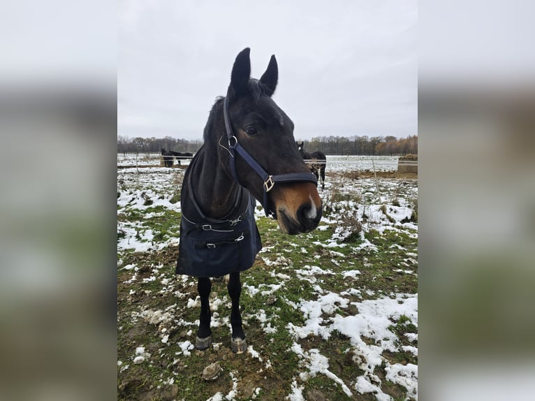 Plus de chevaux à sang chaud Jument 8 Ans 162 cm Bai brun foncé in Katowice