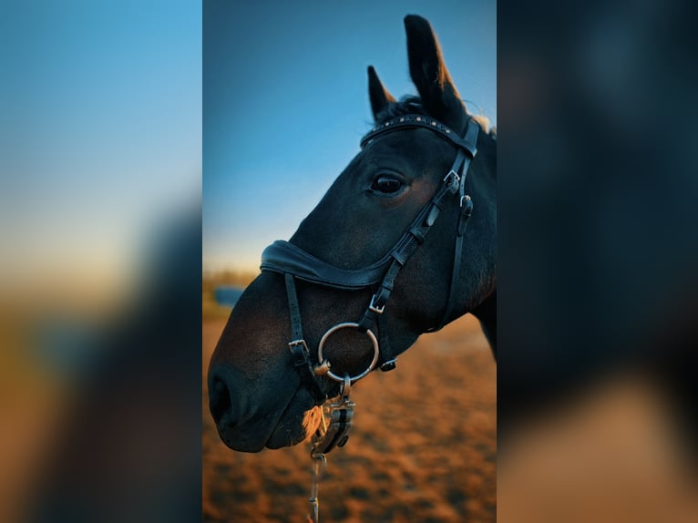 Plus de chevaux à sang chaud Jument 8 Ans 162 cm Bai brun foncé in Katowice