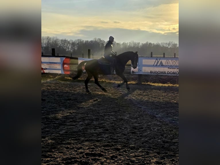 Plus de chevaux à sang chaud Jument 8 Ans 162 cm Bai brun foncé in Katowice