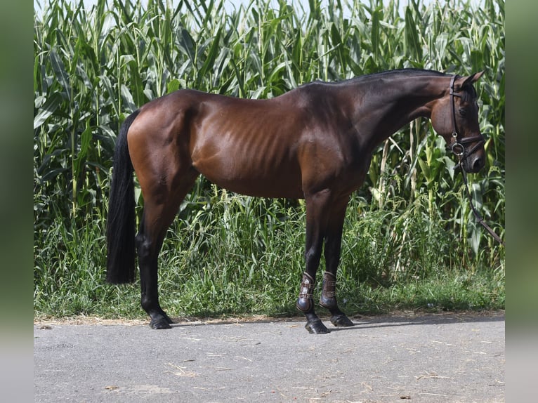 Plus de chevaux à sang chaud Jument 8 Ans 162 cm Bai in Geilenkirchen