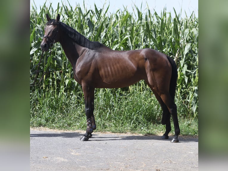 Plus de chevaux à sang chaud Jument 8 Ans 162 cm Bai in Geilenkirchen