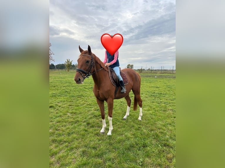 Plus de chevaux à sang chaud Jument 8 Ans 165 cm Alezan in Förderstedt