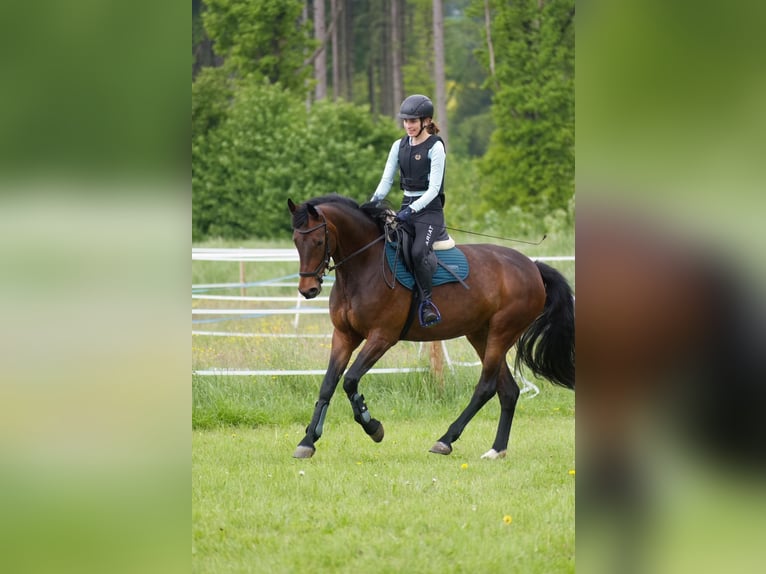 Plus de chevaux à sang chaud Jument 8 Ans 165 cm Bai in Monheim