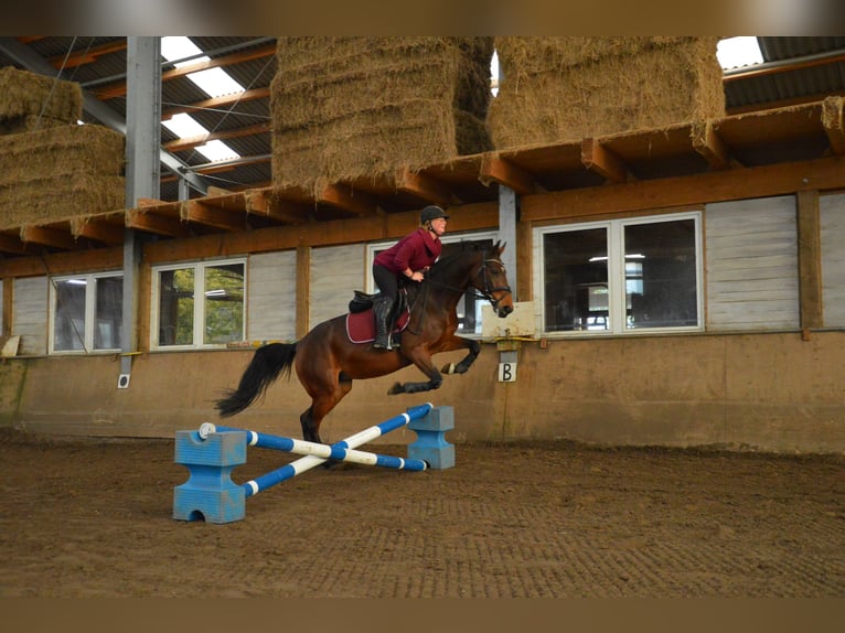 Plus de chevaux à sang chaud Croisé Jument 8 Ans 165 cm Bai in Rheda-Wiedenbrück