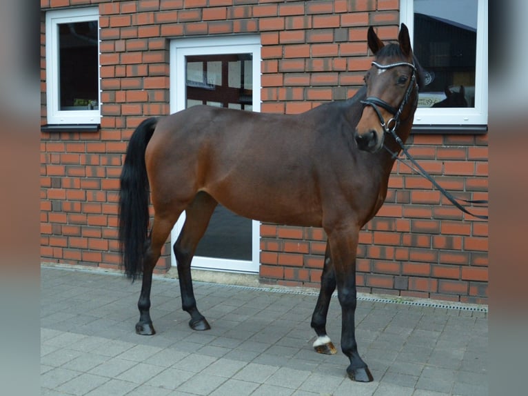 Plus de chevaux à sang chaud Croisé Jument 8 Ans 165 cm Bai in Rheda-Wiedenbrück