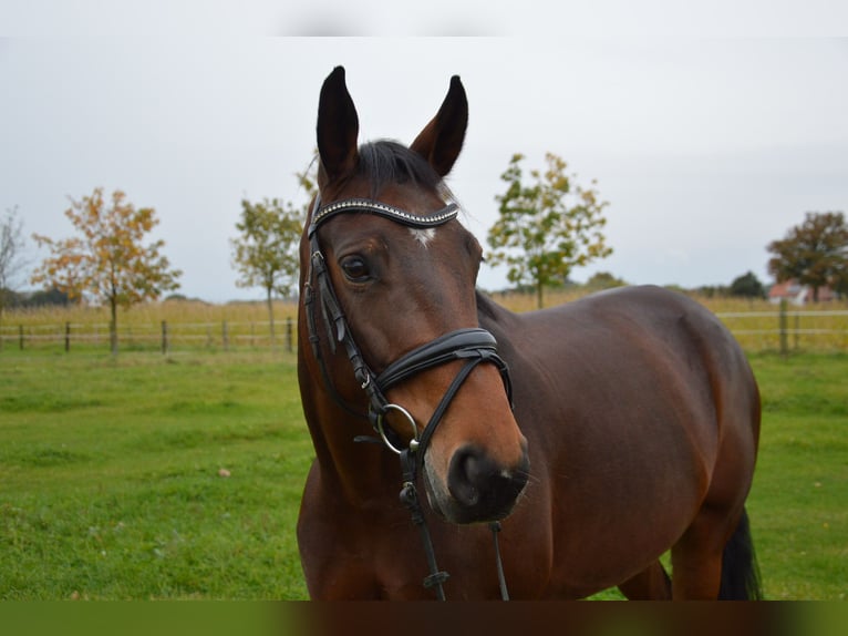 Plus de chevaux à sang chaud Croisé Jument 8 Ans 165 cm Bai in Rheda-Wiedenbrück