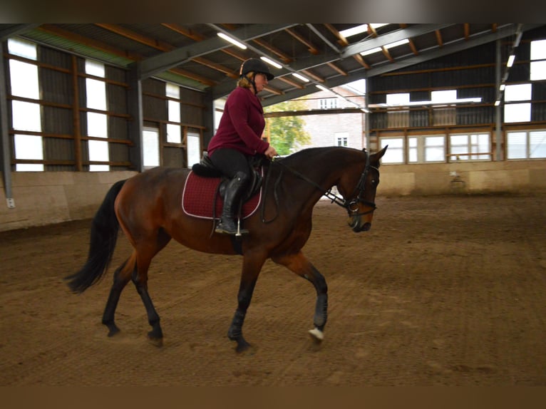 Plus de chevaux à sang chaud Croisé Jument 8 Ans 165 cm Bai in Rheda-Wiedenbrück