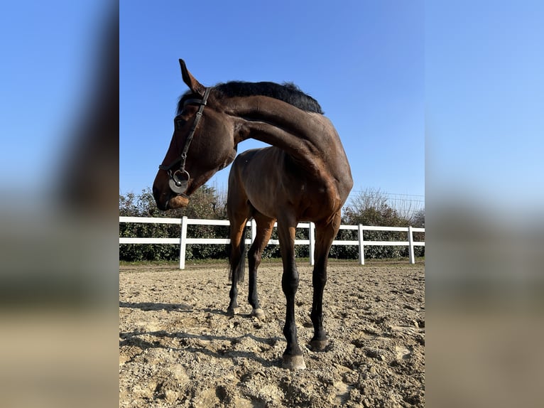 Plus de chevaux à sang chaud Jument 8 Ans 165 cm Bai in Carate Brianza