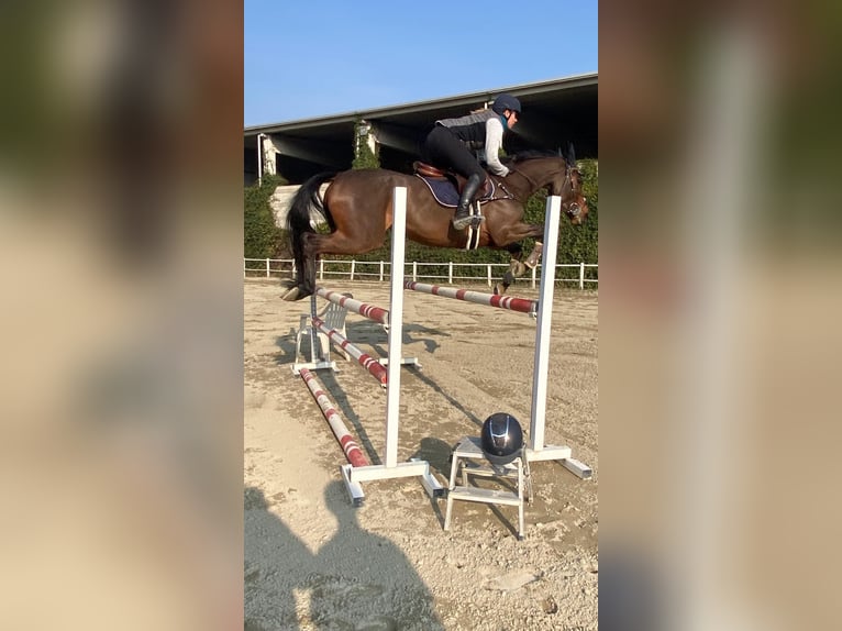 Plus de chevaux à sang chaud Jument 8 Ans 165 cm Bai in Carate Brianza