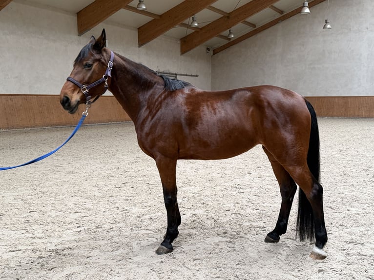 Plus de chevaux à sang chaud Jument 8 Ans 165 cm Bai in Ptakowice