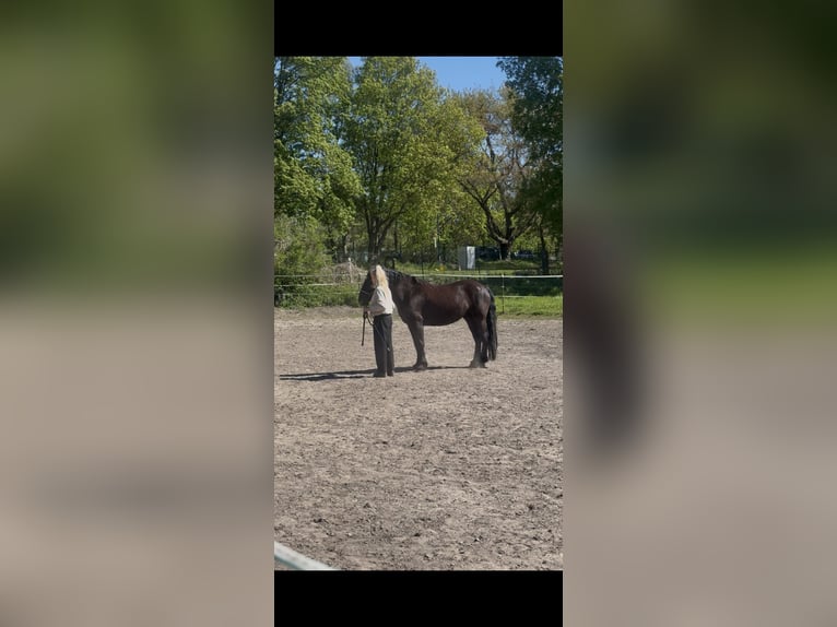Plus de chevaux à sang chaud Jument 8 Ans 165 cm Noir in Berlin