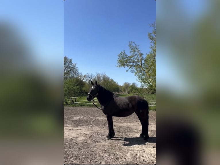 Plus de chevaux à sang chaud Jument 8 Ans 165 cm Noir in Berlin