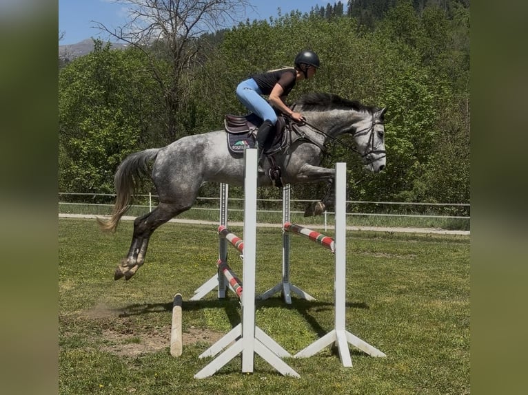 Plus de chevaux à sang chaud Jument 8 Ans 167 cm Gris in Sankt Peter am Kammersberg