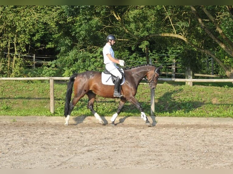 Plus de chevaux à sang chaud Jument 8 Ans 168 cm Bai brun in Wellheim