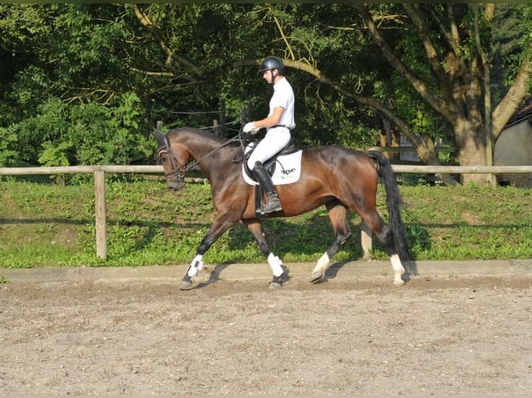 Plus de chevaux à sang chaud Jument 8 Ans 168 cm Bai brun in Wellheim