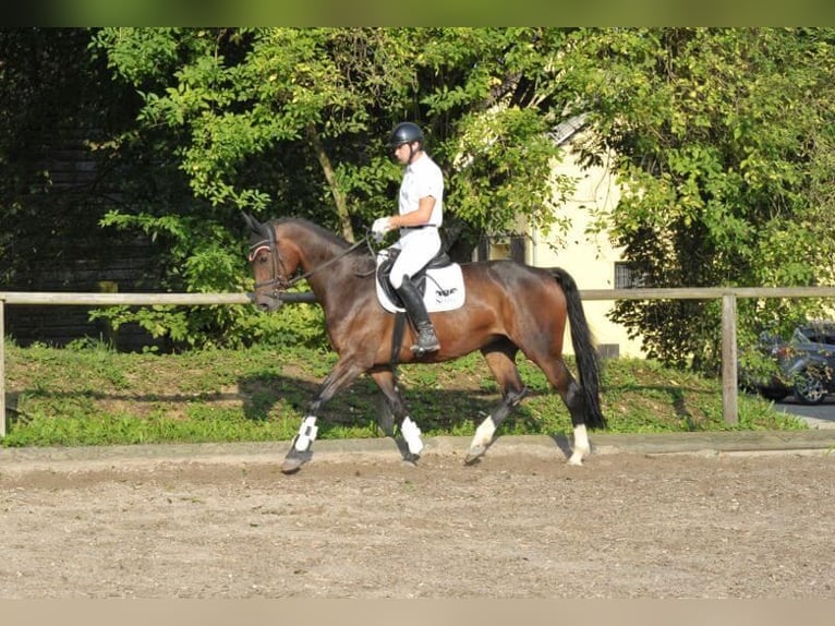 Plus de chevaux à sang chaud Jument 8 Ans 168 cm Bai brun in Wellheim