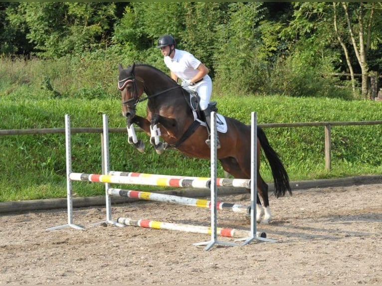 Plus de chevaux à sang chaud Jument 8 Ans 168 cm Bai brun in Wellheim