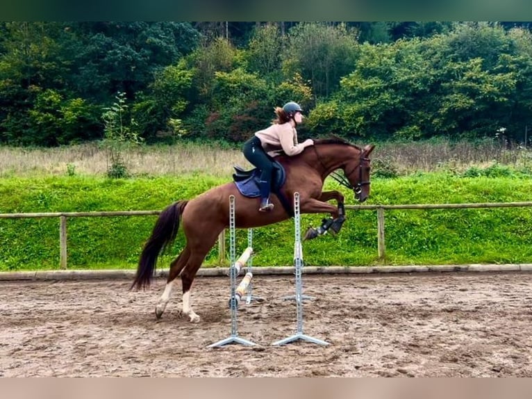 Plus de chevaux à sang chaud Jument 8 Ans 170 cm Alezan brûlé in Wellheim