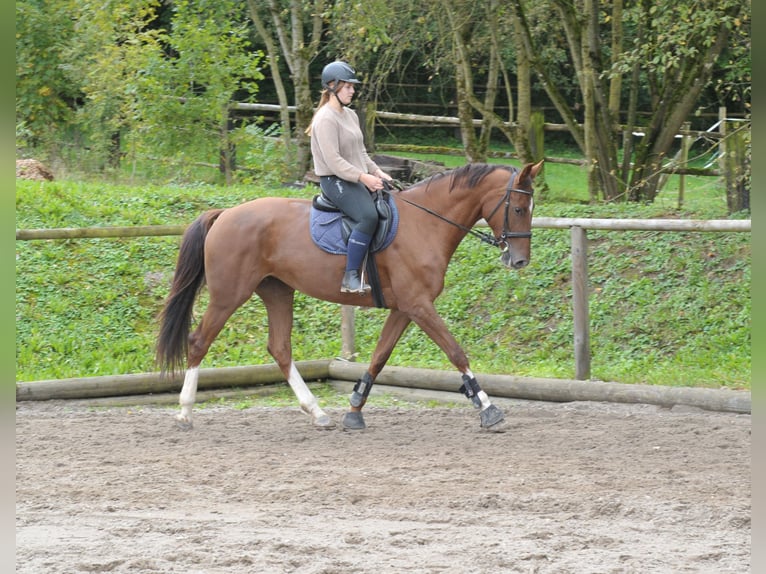 Plus de chevaux à sang chaud Jument 8 Ans 170 cm Alezan brûlé in Wellheim