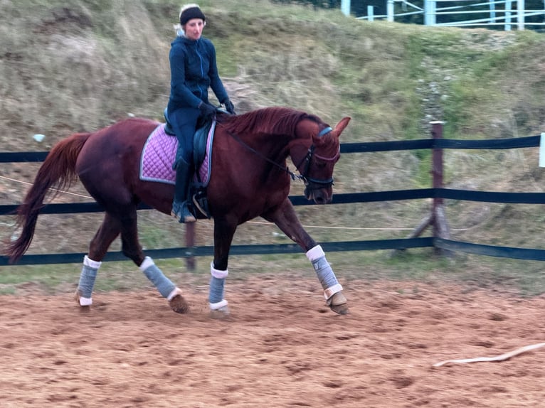 Plus de chevaux à sang chaud Jument 8 Ans 175 cm Alezan brûlé in Trzebnica