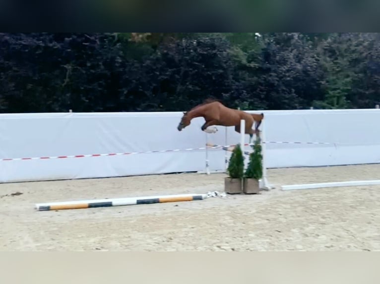 Plus de chevaux à sang chaud Jument 8 Ans 175 cm Alezan brûlé in Trzebnica