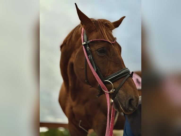 Plus de chevaux à sang chaud Jument 8 Ans 175 cm Alezan brûlé in Trzebnica