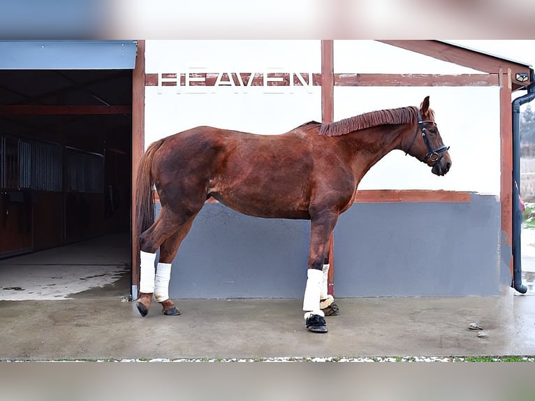 Plus de chevaux à sang chaud Jument 8 Ans 175 cm Alezan brûlé in Trzebnica