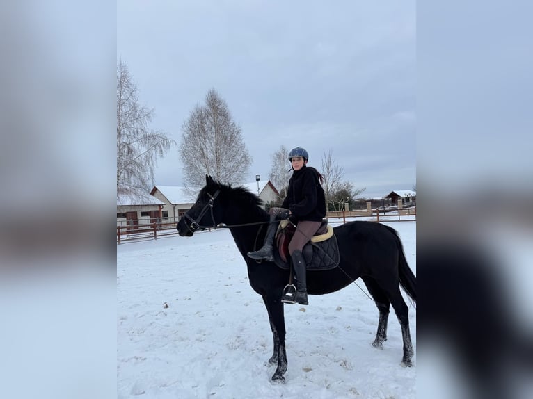 Plus de chevaux à sang chaud Jument 9 Ans 152 cm Noir in Győr