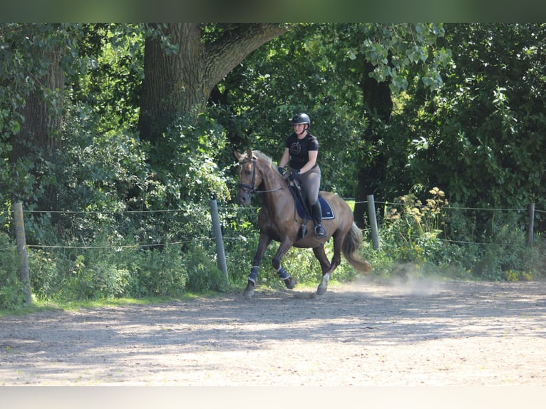 Plus de chevaux à sang chaud Croisé Jument 9 Ans 156 cm Palomino in Wijk en aalburg