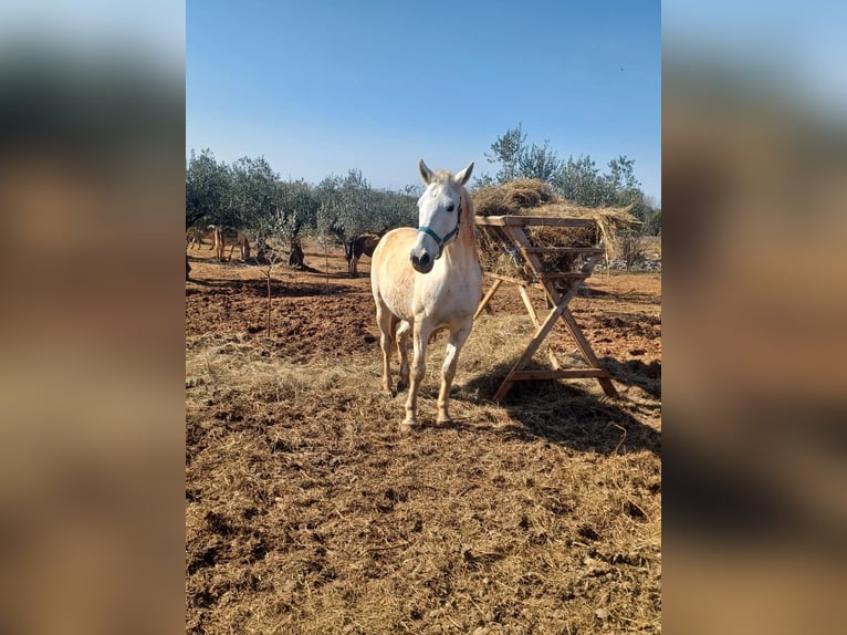 Plus de chevaux à sang chaud Jument 9 Ans 158 cm Blanc in Bale