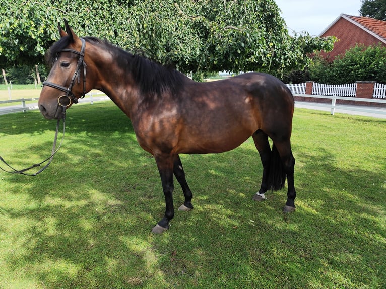 Plus de chevaux à sang chaud Jument 9 Ans 160 cm Bai brun in Bad Laer