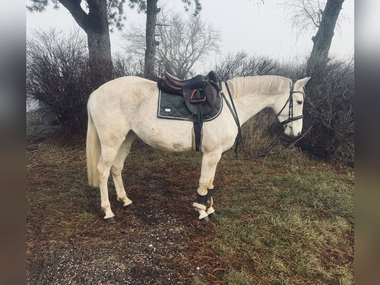 Plus de chevaux à sang chaud Jument 9 Ans 160 cm Gris in Pelmberg