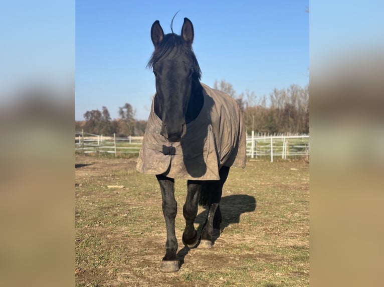 Plus de chevaux à sang chaud Jument 9 Ans 160 cm Noir in Haßloch