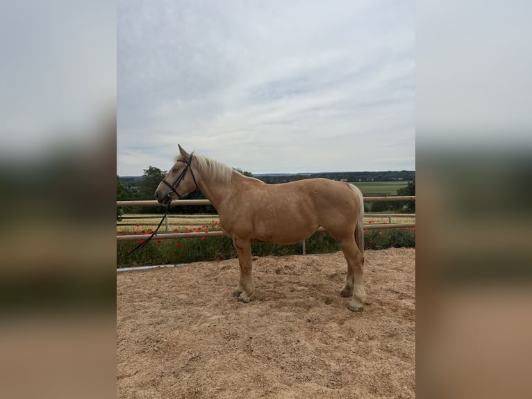Plus de chevaux à sang chaud Jument 9 Ans 160 cm Palomino in Rennertshofen