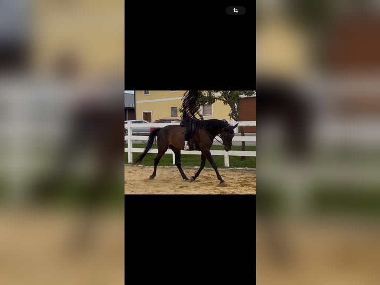 Plus de chevaux à sang chaud Jument 9 Ans 163 cm Bai brun foncé in Wolfsbach