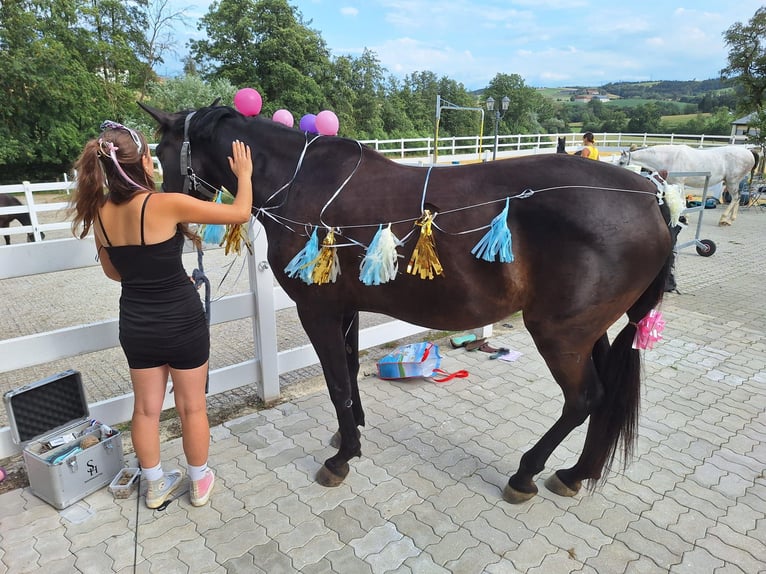 Plus de chevaux à sang chaud Jument 9 Ans 163 cm Bai brun foncé in Wolfsbach