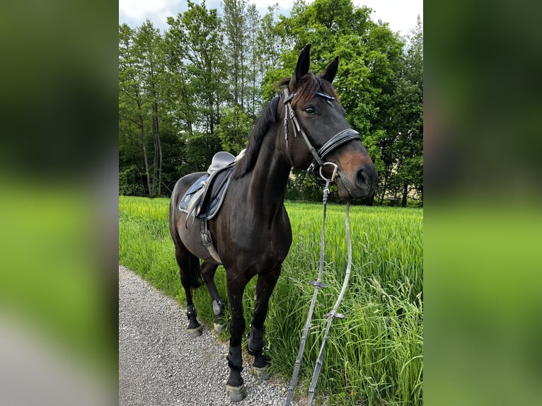 Plus de chevaux à sang chaud Jument 9 Ans 163 cm Bai brun foncé in Wolfsbach