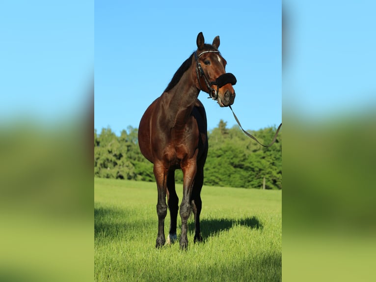 Plus de chevaux à sang chaud Jument 9 Ans 165 cm Bai brun in Villach