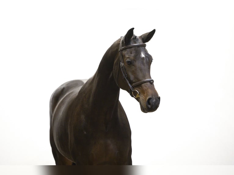 Plus de chevaux à sang chaud Jument 9 Ans 165 cm Bai brun in Waddinxveen Plus de chevaux à sang chaud Jument 9 Ans 165 cm Bai brun in Waddinxveen