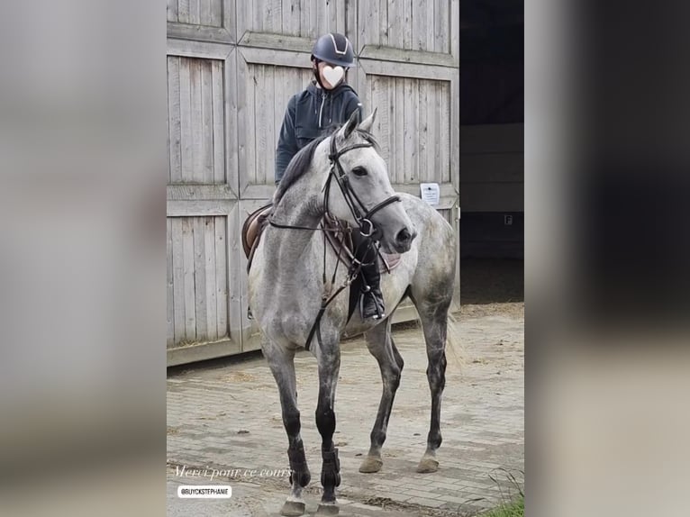 Plus de chevaux à sang chaud Jument 9 Ans 165 cm Gris in Sint-Martens-Lennik