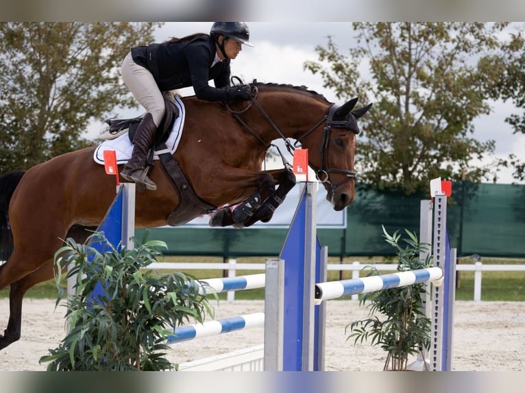 Plus de chevaux à sang chaud Jument 9 Ans 167 cm Bai in Weichs