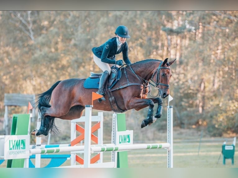 Plus de chevaux à sang chaud Jument 9 Ans 167 cm  in Bad Bevensen