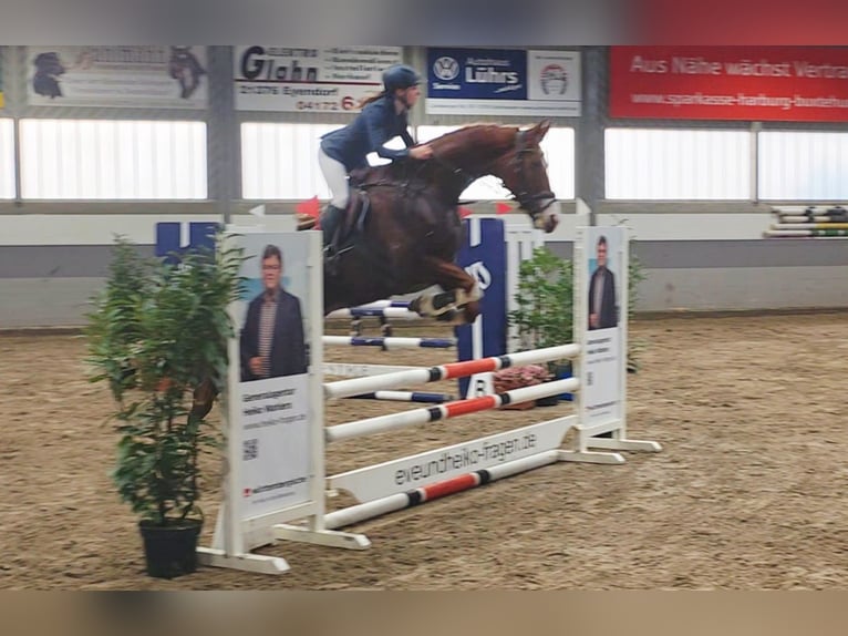 Plus de chevaux à sang chaud Jument 9 Ans 168 cm Alezan brûlé in Braunschweig